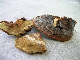 Attēlu rezultāti vaicājumam “Phellinus pini”