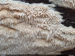 Attēlu rezultāti vaicājumam “Antrodia mellita”