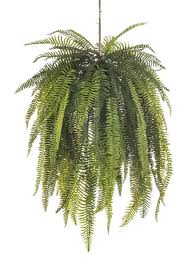 Image result for НЕФРОЛЕПИС (Nephrolepis