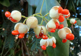 Attēlu rezultāti vaicājumam “Euonymus fruit”