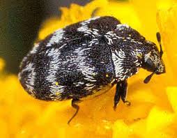 Attēlu rezultāti vaicājumam “Dermestidae”