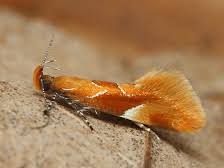 Attēlu rezultāti vaicājumam “Epicallima formosella”