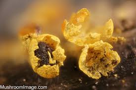 Attēlu rezultāti vaicājumam “Physarum globuliferum macro”