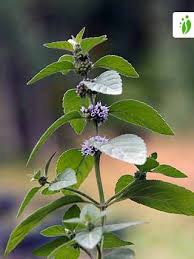 Attēlu rezultāti vaicājumam “Mentha arvensis flower”