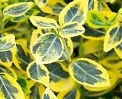 Attēlu rezultāti vaicājumam “Euonymus”