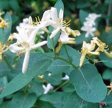 Attēlu rezultāti vaicājumam “Lonicera xylosteum leaf”