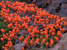 Attēlu rezultāti vaicājumam “Hemitrichia decipiens”
