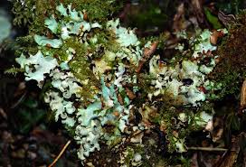 Attēlu rezultāti vaicājumam “Cetrelia olivetorum”