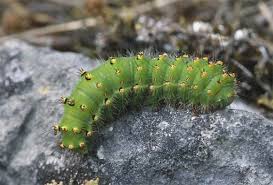 Attēlu rezultāti vaicājumam “Saturnia pavonia”