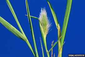 Attēlu rezultāti vaicājumam “Polypogon tentacularius”