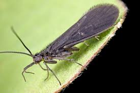 Attēlu rezultāti vaicājumam “Trichoptera”