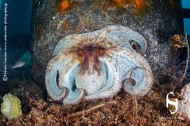 Image result for Octopus vulgaris