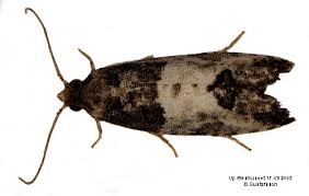 Attēlu rezultāti vaicājumam “Spilonota ocellana”