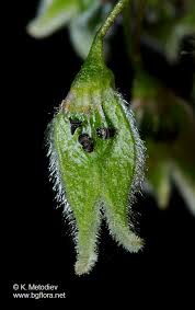 Attēlu rezultāti vaicājumam “Ulmus laevis flower”