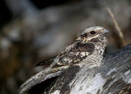 Attēlu rezultāti vaicājumam “Caprimulgus europaeus juvenile”