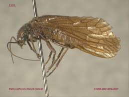 Attēlu rezultāti vaicājumam “Megaloptera”