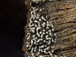 Attēlu rezultāti vaicājumam “Cribraria violacea”