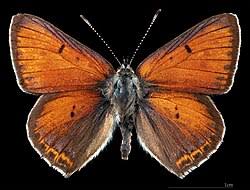 Attēlu rezultāti vaicājumam “Lycaena hippothoe underside”