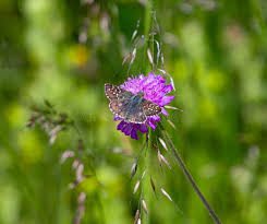 Attēlu rezultāti vaicājumam “Pyrgus alveus upperside”