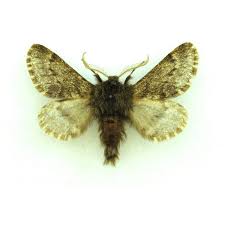 Attēlu rezultāti vaicājumam “Zygaena filipendulae exuvia”