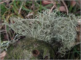 Attēlu rezultāti vaicājumam “Usnea subfloridana”