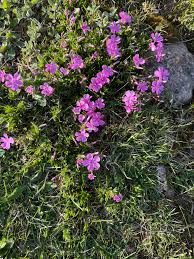 Attēlu rezultāti vaicājumam “Dianthus deltoides bud”