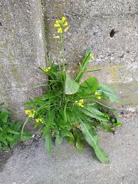 Attēlu rezultāti vaicājumam “Diplotaxis muralis flower”