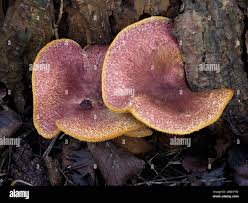 Attēlu rezultāti vaicājumam “Trichaptum abietinum”