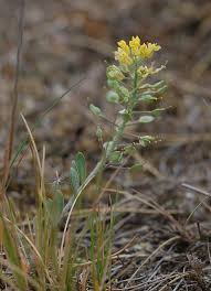 Attēlu rezultāti vaicājumam “Alyssum gmelinii”