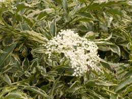 Attēlu rezultāti vaicājumam “Sambucus nigra”