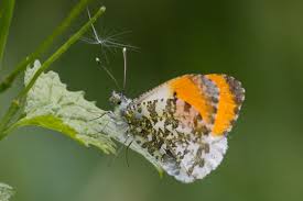 Attēlu rezultāti vaicājumam “Anthocharis cardamines male”