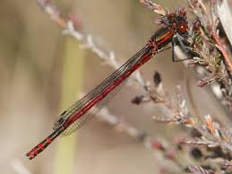 Attēlu rezultāti vaicājumam “Pyrrhosoma nymphula”