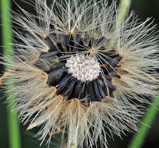 Attēlu rezultāti vaicājumam “Hieracium umbellatum bud”