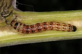 Attēlu rezultāti vaicājumam “Gortyna flavago”