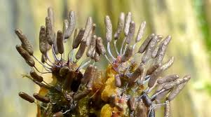 Attēlu rezultāti vaicājumam “Stemonitopsis typhina young”