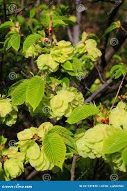 Attēlu rezultāti vaicājumam “Ulmus glabra flower”