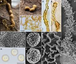 Attēlu rezultāti vaicājumam “Perichaena depressa spores”
