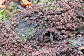 Attēlu rezultāti vaicājumam “Cribraria cancellata var. fusca stalked”