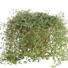 Attēlu rezultāti vaicājumam “Bayeriola thymicola”