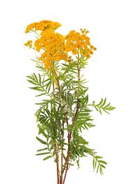 Attēlu rezultāti vaicājumam “Tanacetum vulgare flower”