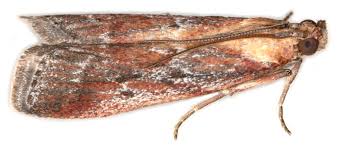 Attēlu rezultāti vaicājumam “Nyctegretis lineana”