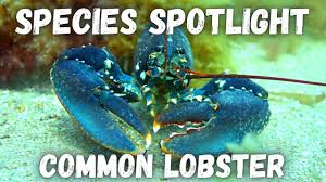 Image result for Homarus gammarus