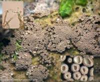 Attēlu rezultāti vaicājumam “Merismodes anomala”