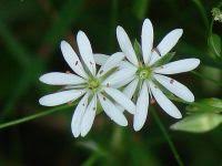 Attēlu rezultāti vaicājumam “Stellaria longifolia”