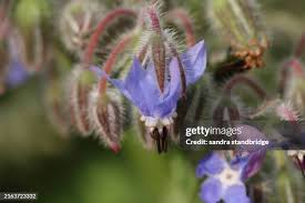 Attēlu rezultāti vaicājumam “Borago officinalis bud”