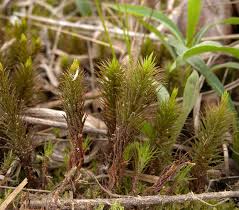 Attēlu rezultāti vaicājumam “Polytrichum commune”