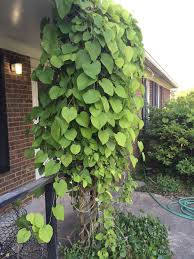 Attēlu rezultāti vaicājumam “Aristolochiaceae”