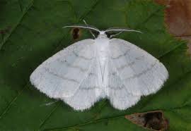 Attēlu rezultāti vaicājumam “Cabera pusaria male”