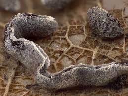 Attēlu rezultāti vaicājumam “Physarum bivalve”