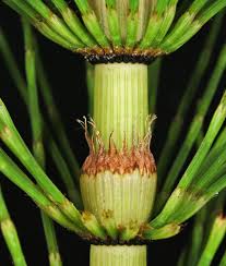 Attēlu rezultāti vaicājumam “Equisetum telmateia”